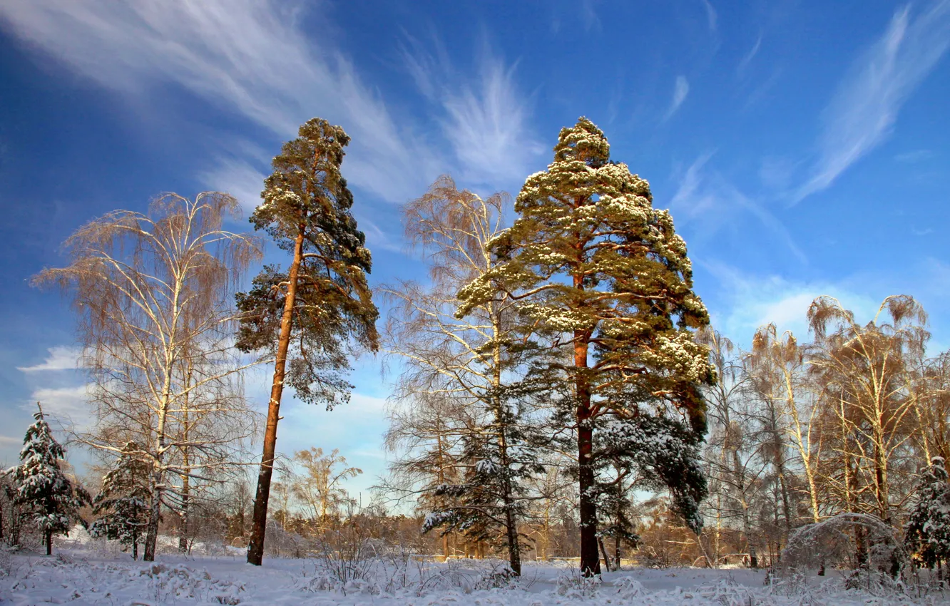 Photo wallpaper winter, trees, nature, photo