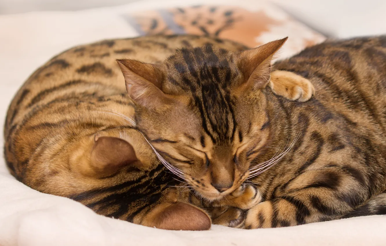 Photo wallpaper sleeping, color, hug, Bengal cats, grease