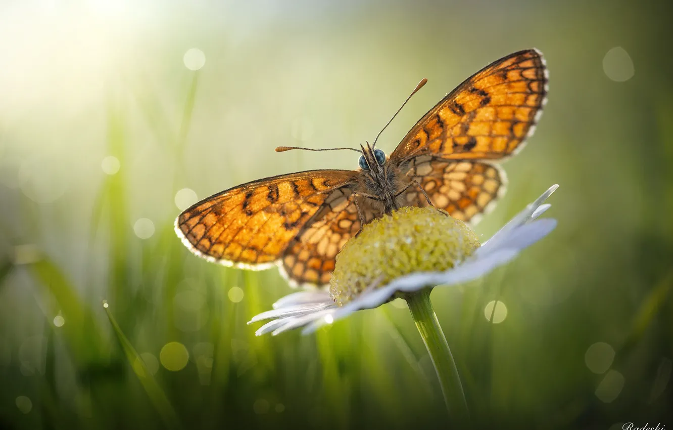 Photo wallpaper grass, flowers, butterfly, chamomile, wings, insect, by Roberto Aldrovandi