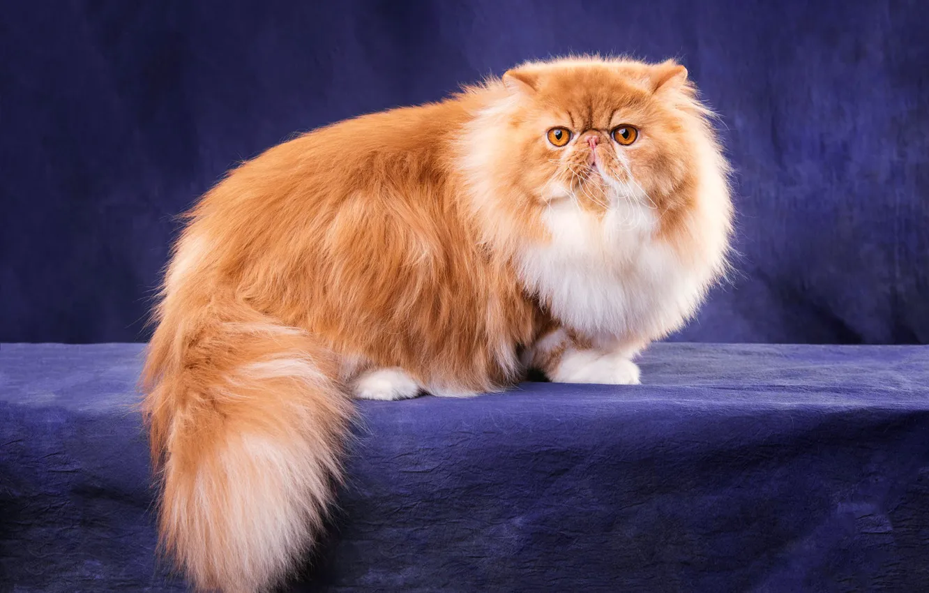 Photo wallpaper cat, cat, look, pose, cat, fluffy, pers, muzzle