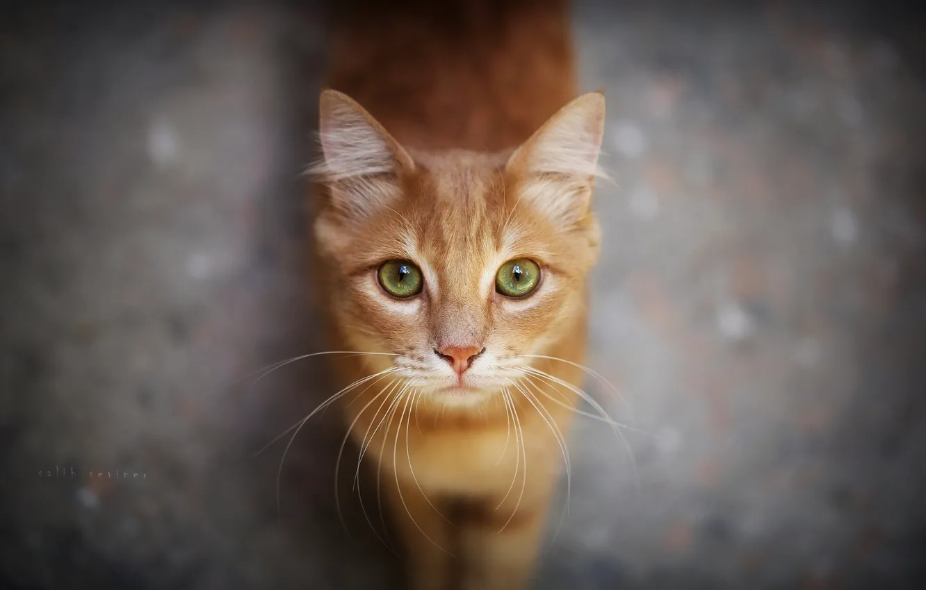Photo wallpaper cat, look, red