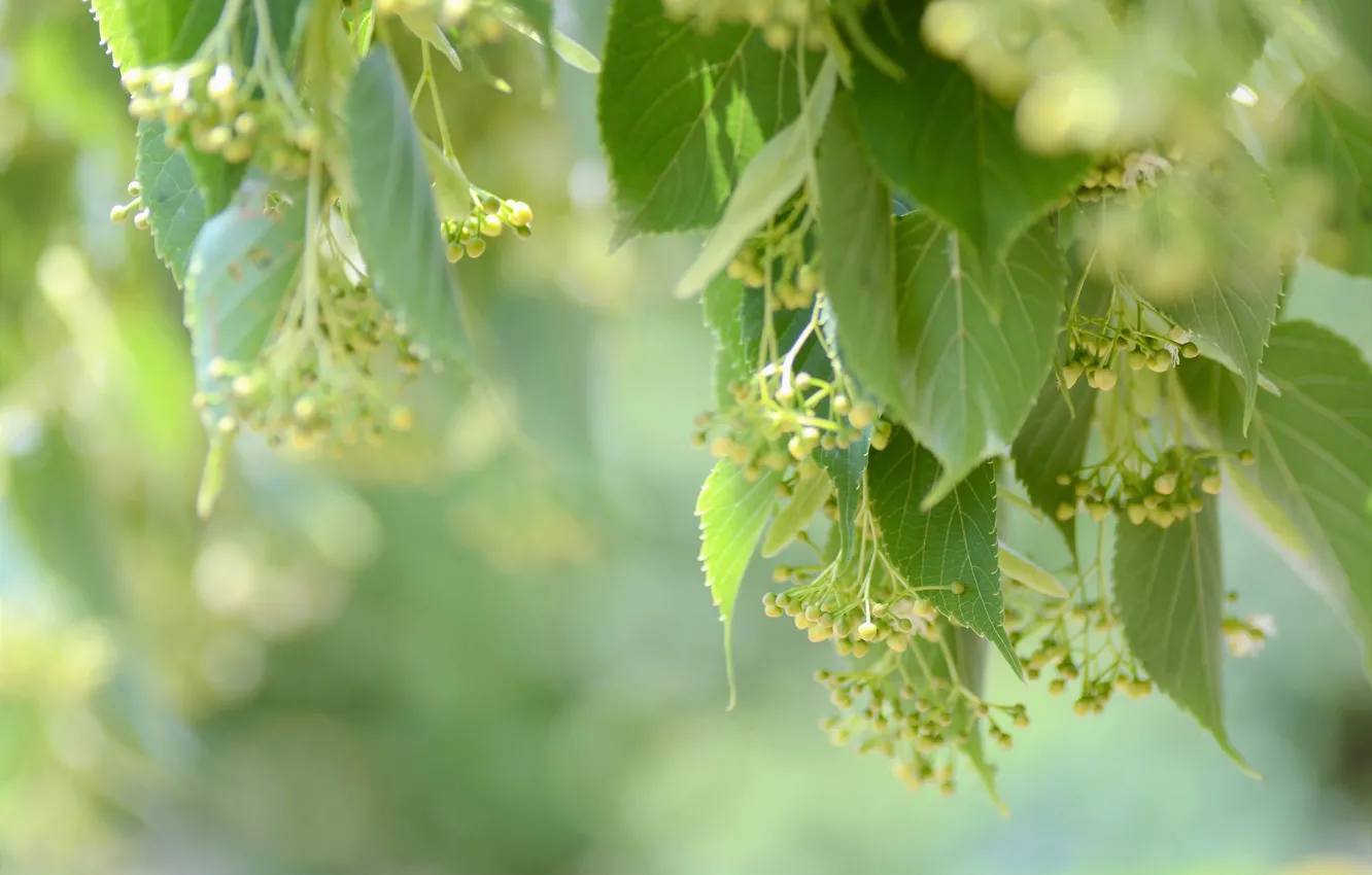 Photo wallpaper leaves, macro, tenderness, Linden