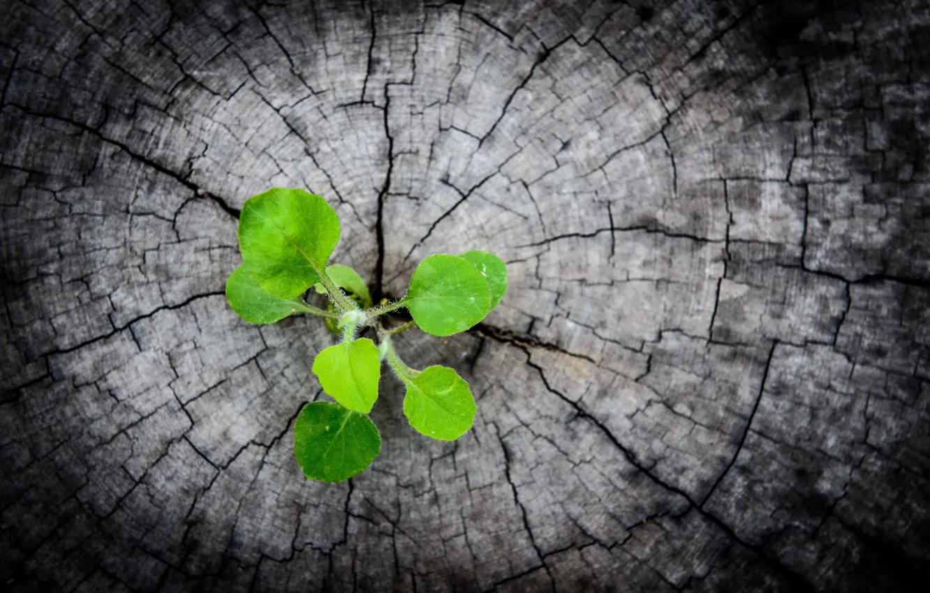 Photo wallpaper greens, leaves, macro, green, background, Wallpaper, black, Rostock