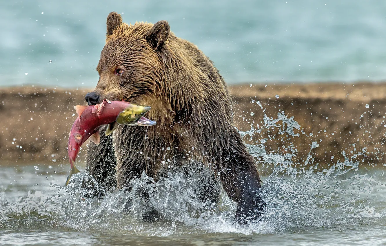 Photo wallpaper water, wet, bear, bear, mining, catch, red fish