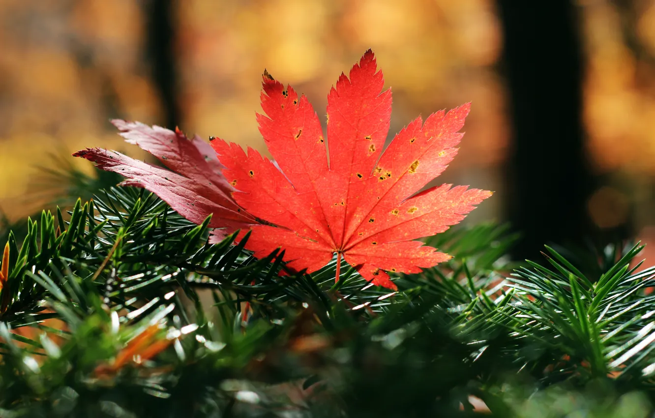 Photo wallpaper autumn, leaves, nature, maple, needles, time of the year