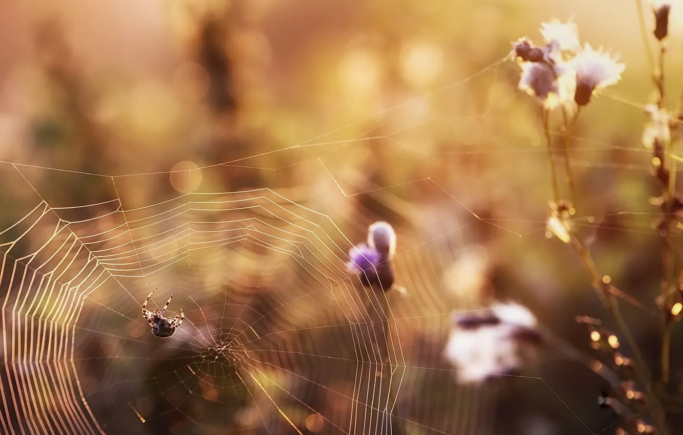 Photo wallpaper autumn, nature, web, spider