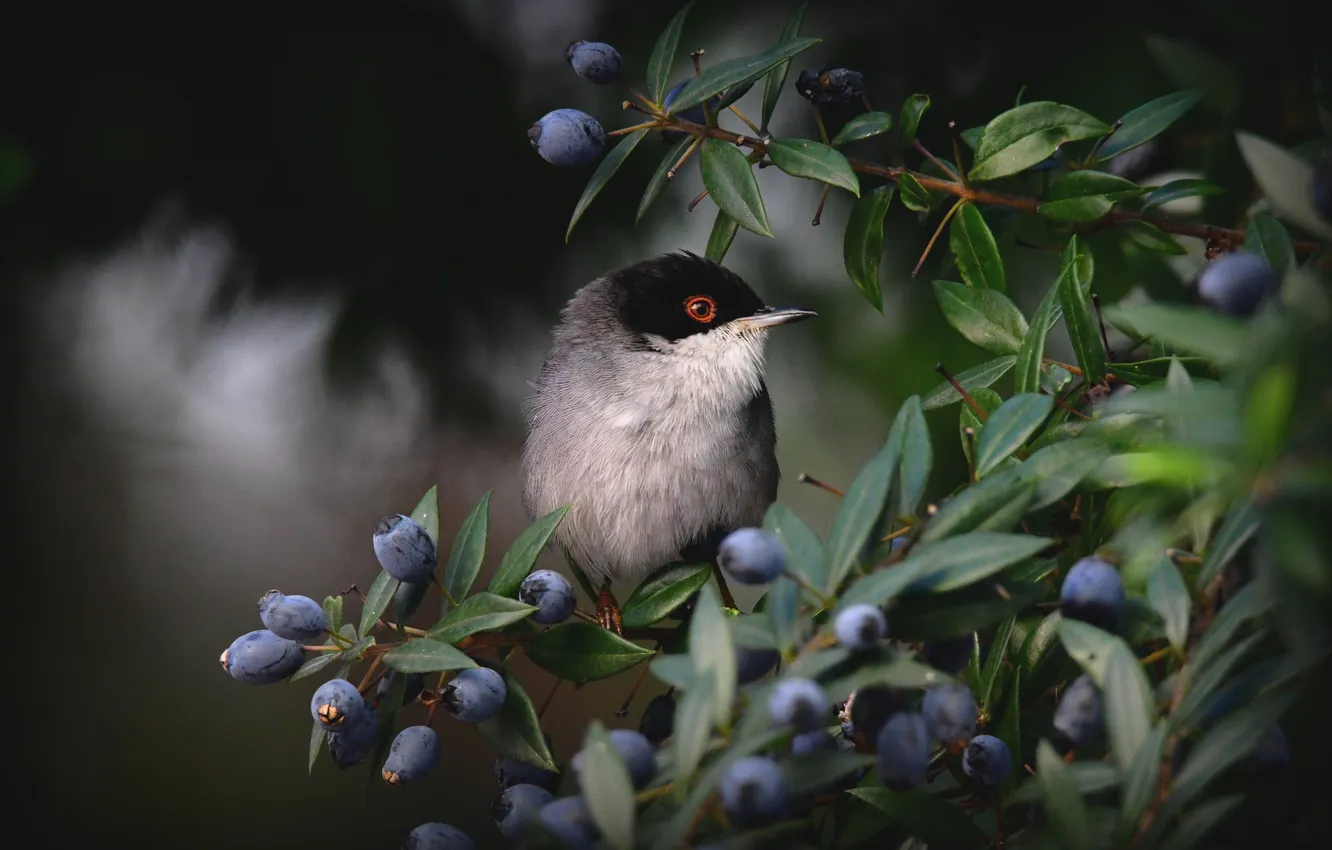 Photo wallpaper leaves, branches, berries, the dark background, bird, fruit, Warbler, Mediterranean Warbler