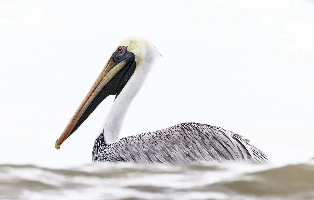 Photo wallpaper bird, beak, Pelican