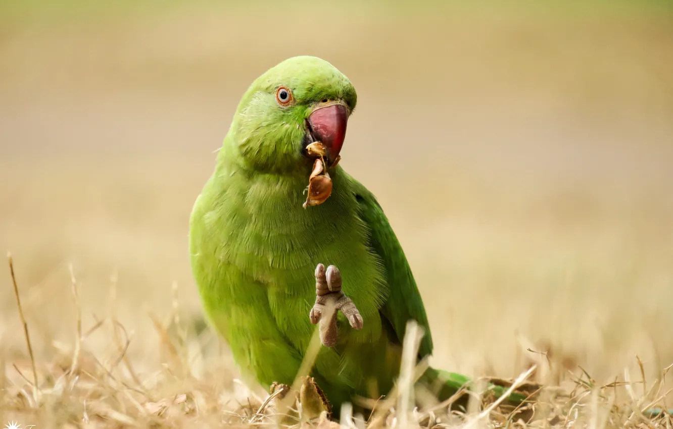 Photo wallpaper nature, bird, parrot