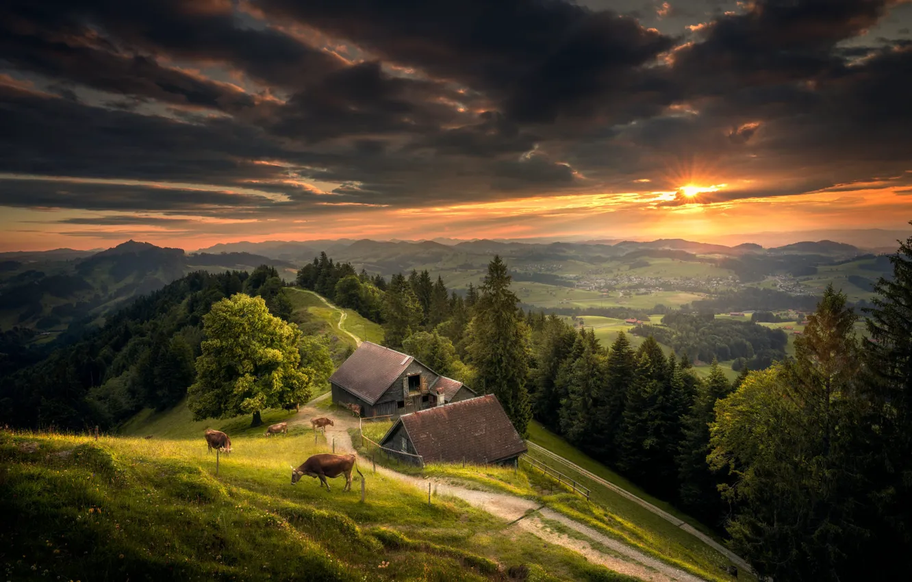 Photo wallpaper forest, the sky, sunset, hills, Switzerland, cows, meadow, the view from the top