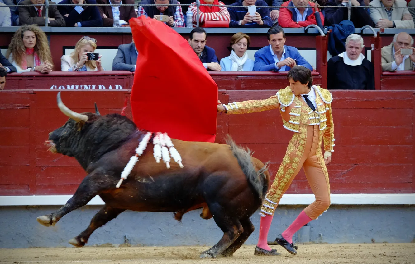 Photo wallpaper arena, bull, toreodor