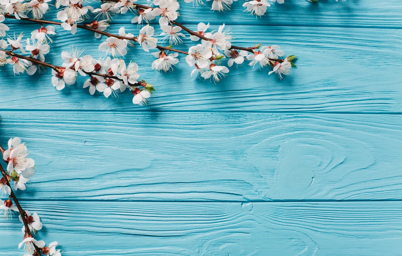 Photo wallpaper flowers, branches, background, spring, flowering