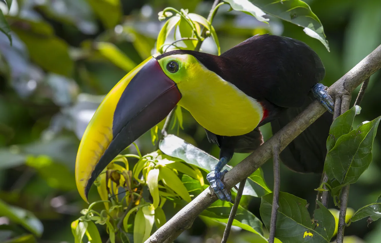 Photo wallpaper forest, leaves, branches, bird, beak, Toucan