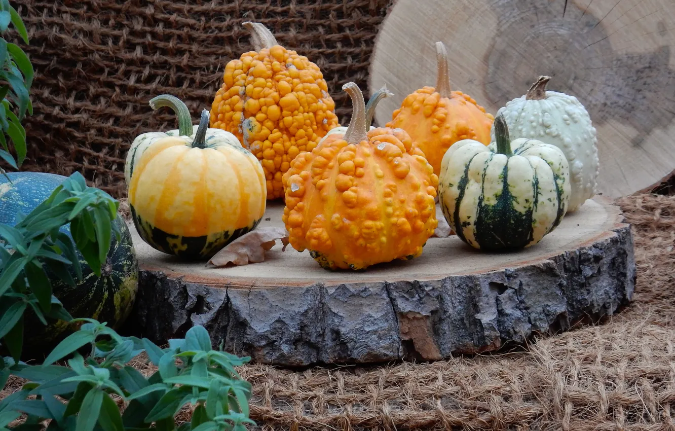 Photo wallpaper autumn, widescreen, harvest, pumpkin, exhibition, wallpaper, widescreen, background