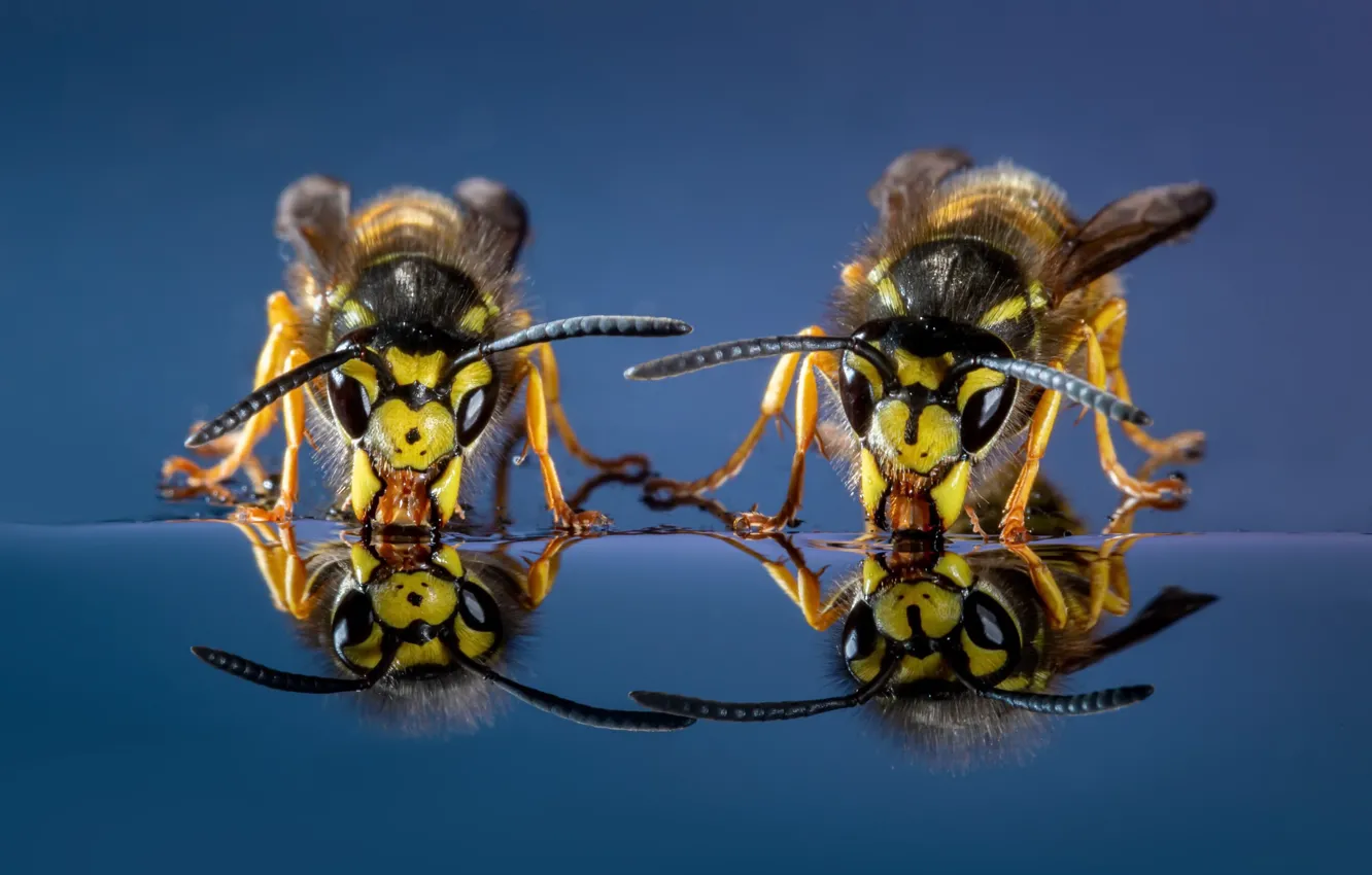 Photo wallpaper insects, nature, Wasps