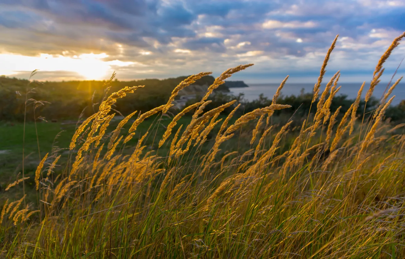 Photo wallpaper sea, grass, the sun, sunset