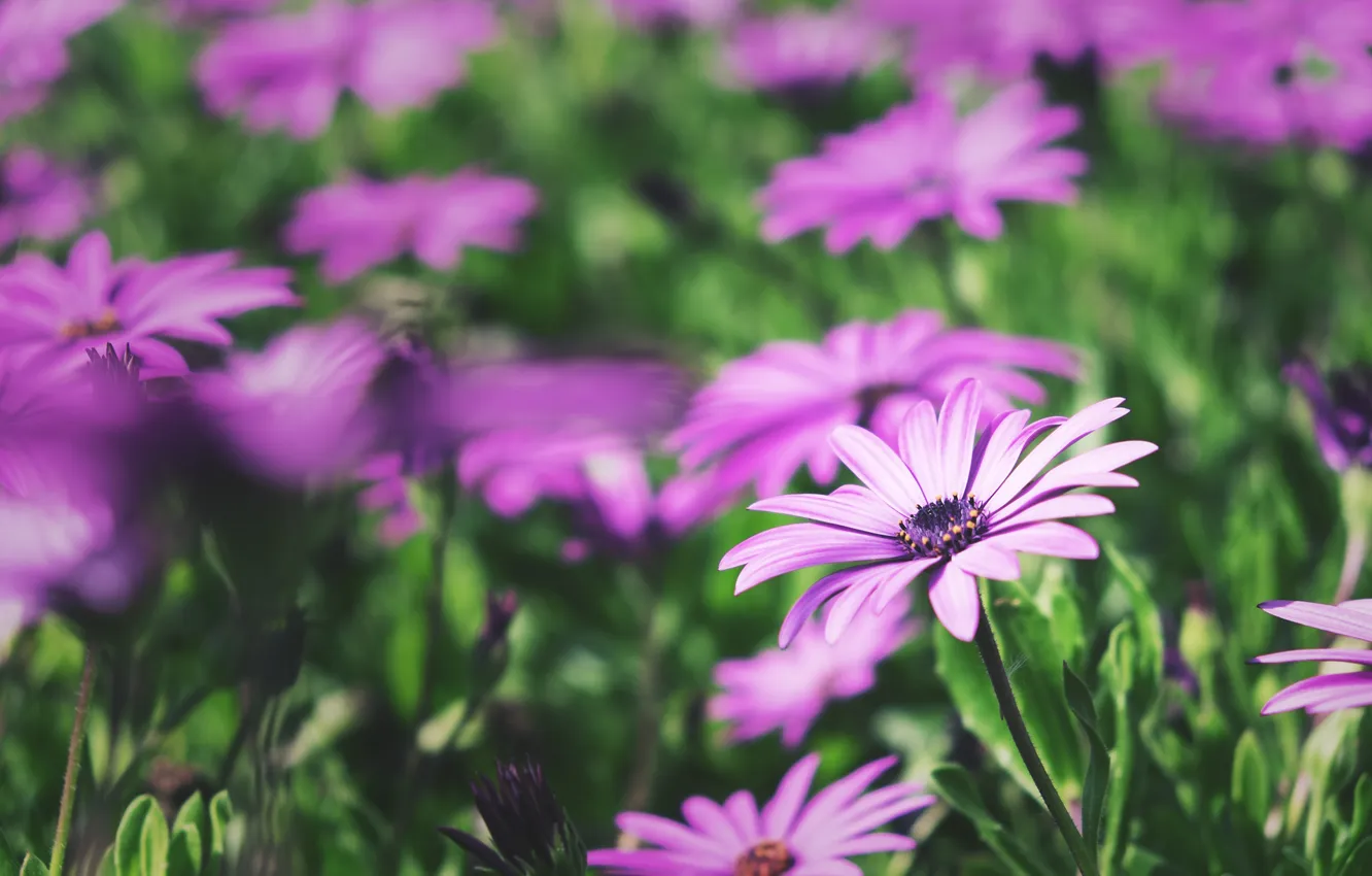 Photo wallpaper flowers, petals, a lot