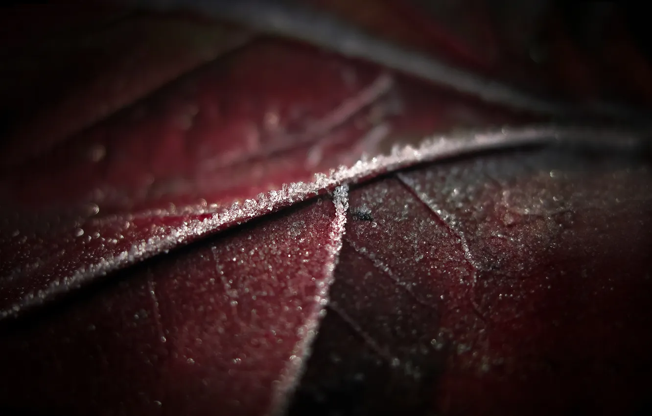 Photo wallpaper WATER, FROST, ICE, LEAF, SHEET, CRYSTALS