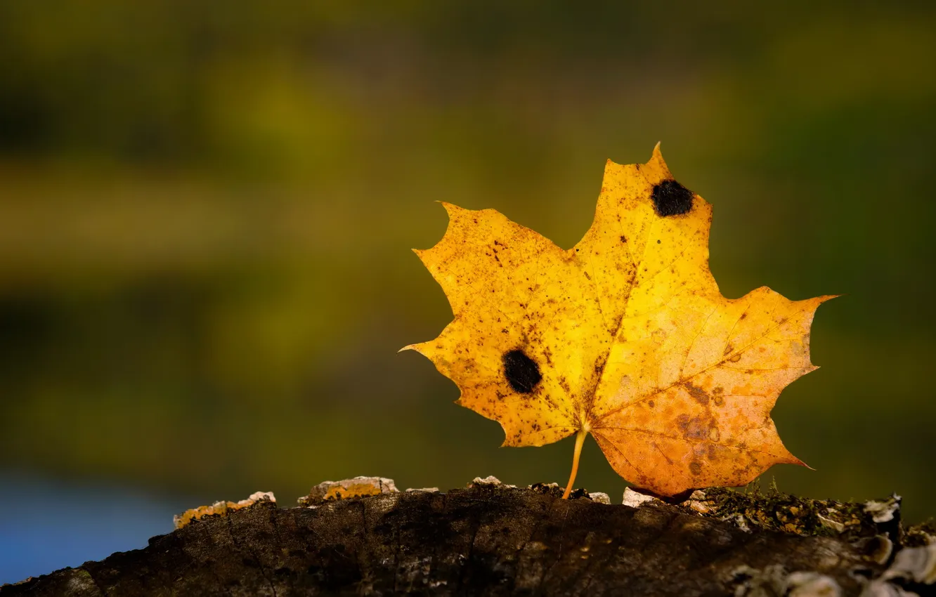Photo wallpaper leaves, macro, nature