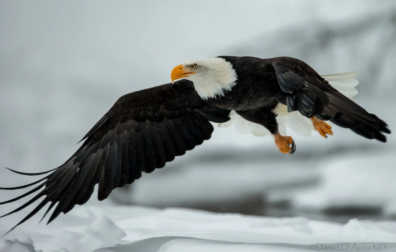 Photo wallpaper flight, eagle, wings