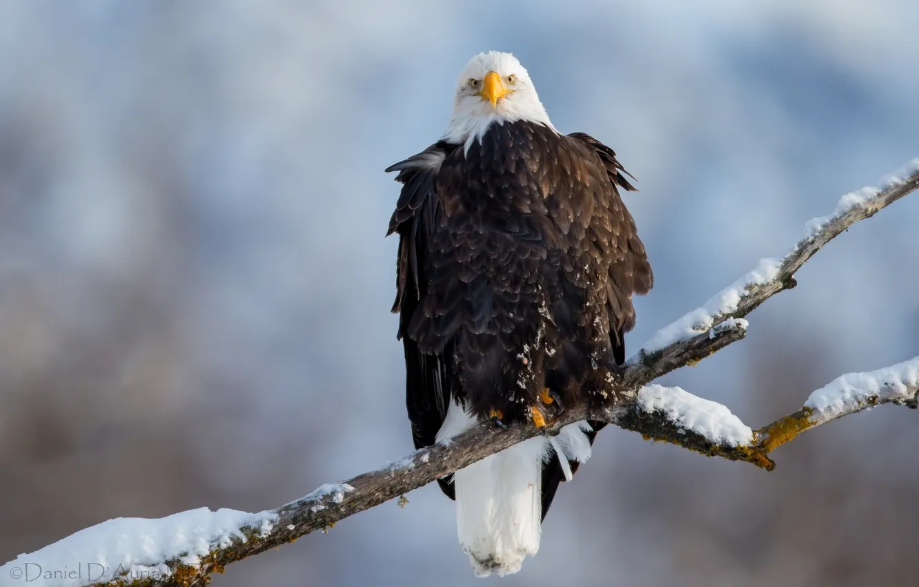 Photo wallpaper snow, branch, eagle