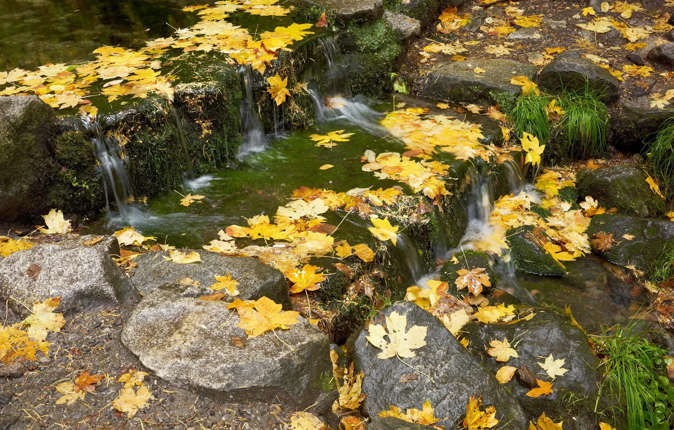 Photo wallpaper autumn, grass, leaves, water, pond, stones, moss