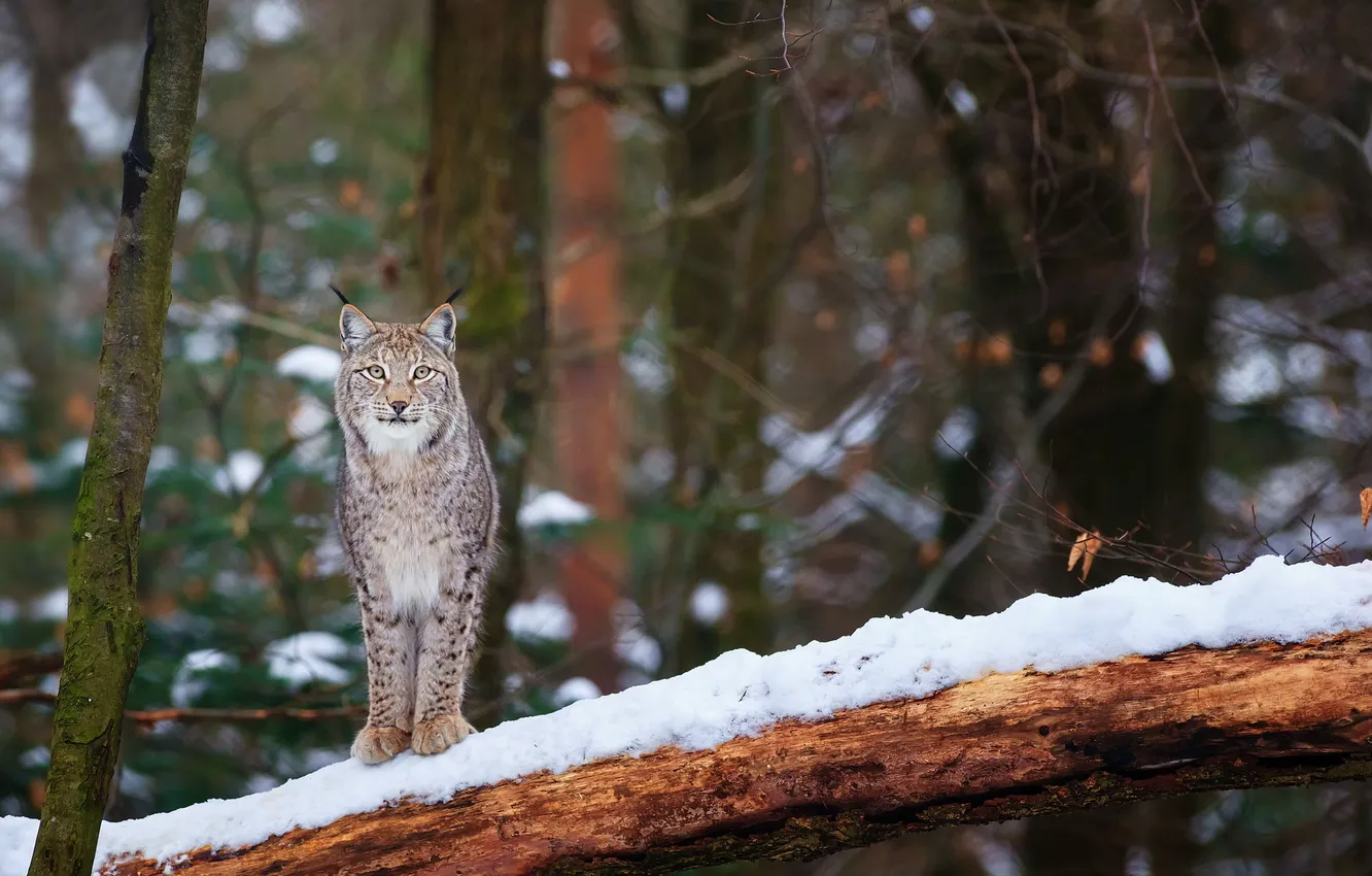 Photo wallpaper forest, look, face, snow, trees, predator, lynx