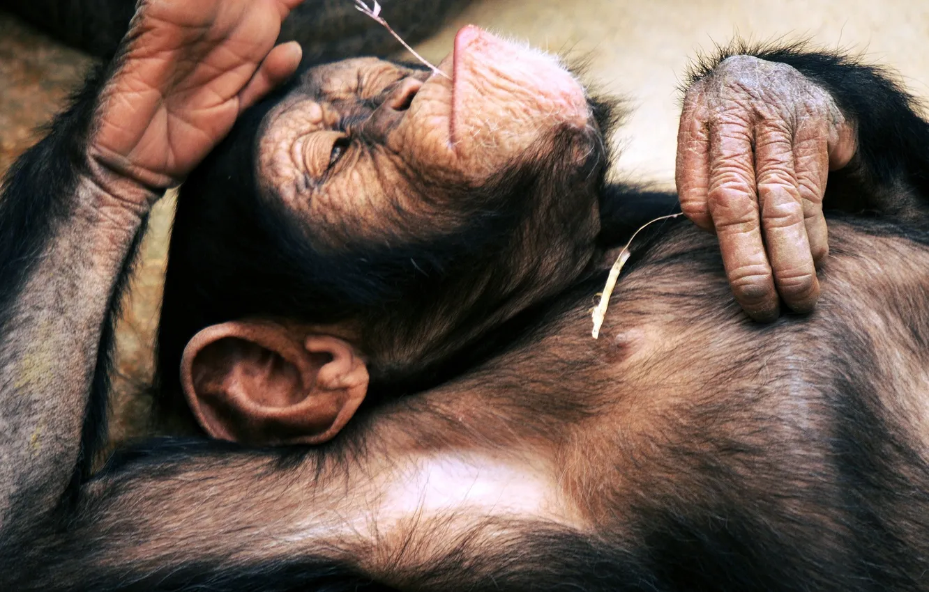 Photo wallpaper lies, resting, chimpanzees