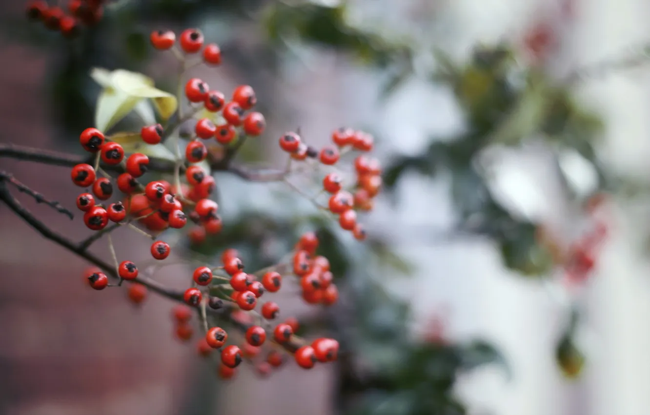 Photo wallpaper branches, nature, berries