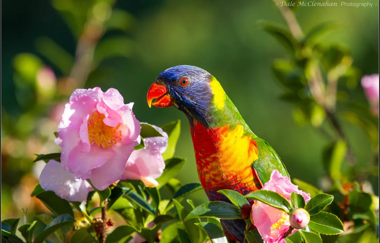 Photo wallpaper flowers, bird, parrot