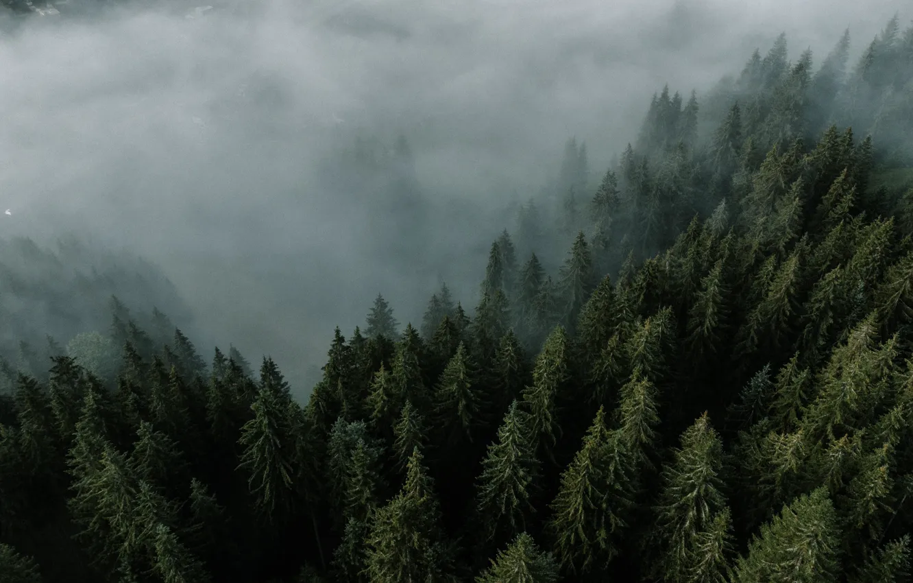 Photo wallpaper Wood, Fog, Trees, Daniel Eliasheveskyi
