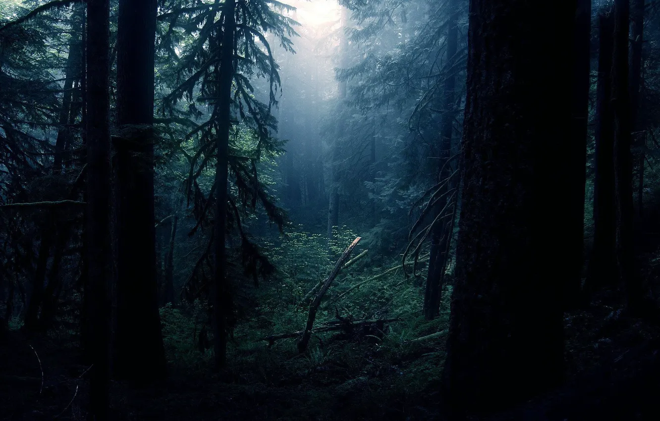 Photo wallpaper forest, trees, fog, thicket, haze, Dark Forest