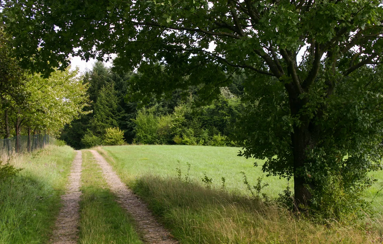 Photo wallpaper grass, Trees, Trail, grass, Nature, Track, Trees, Path