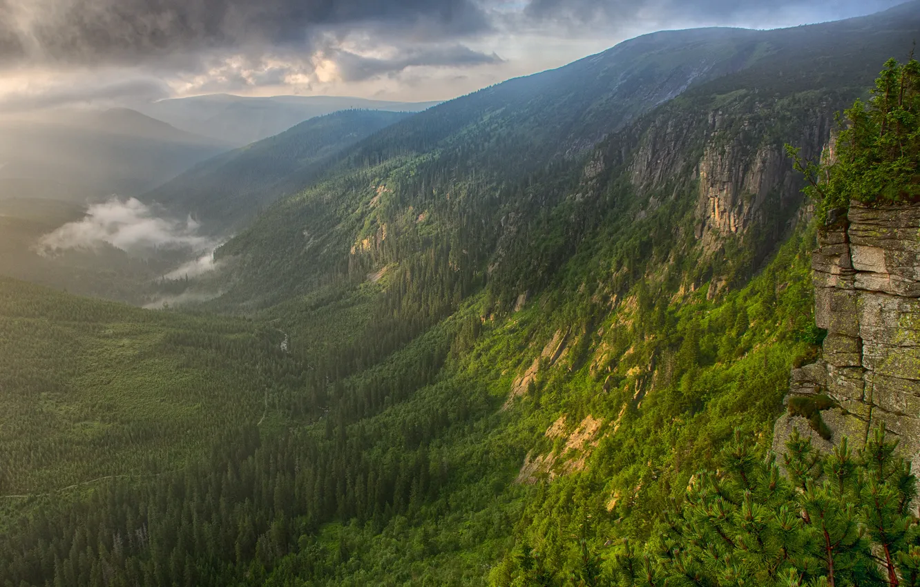 Photo wallpaper forest, mountains, fog, river, morning, valley