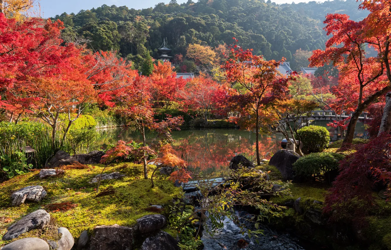 Photo wallpaper autumn, grass, the sun, trees, pond, Park, stones, Japan
