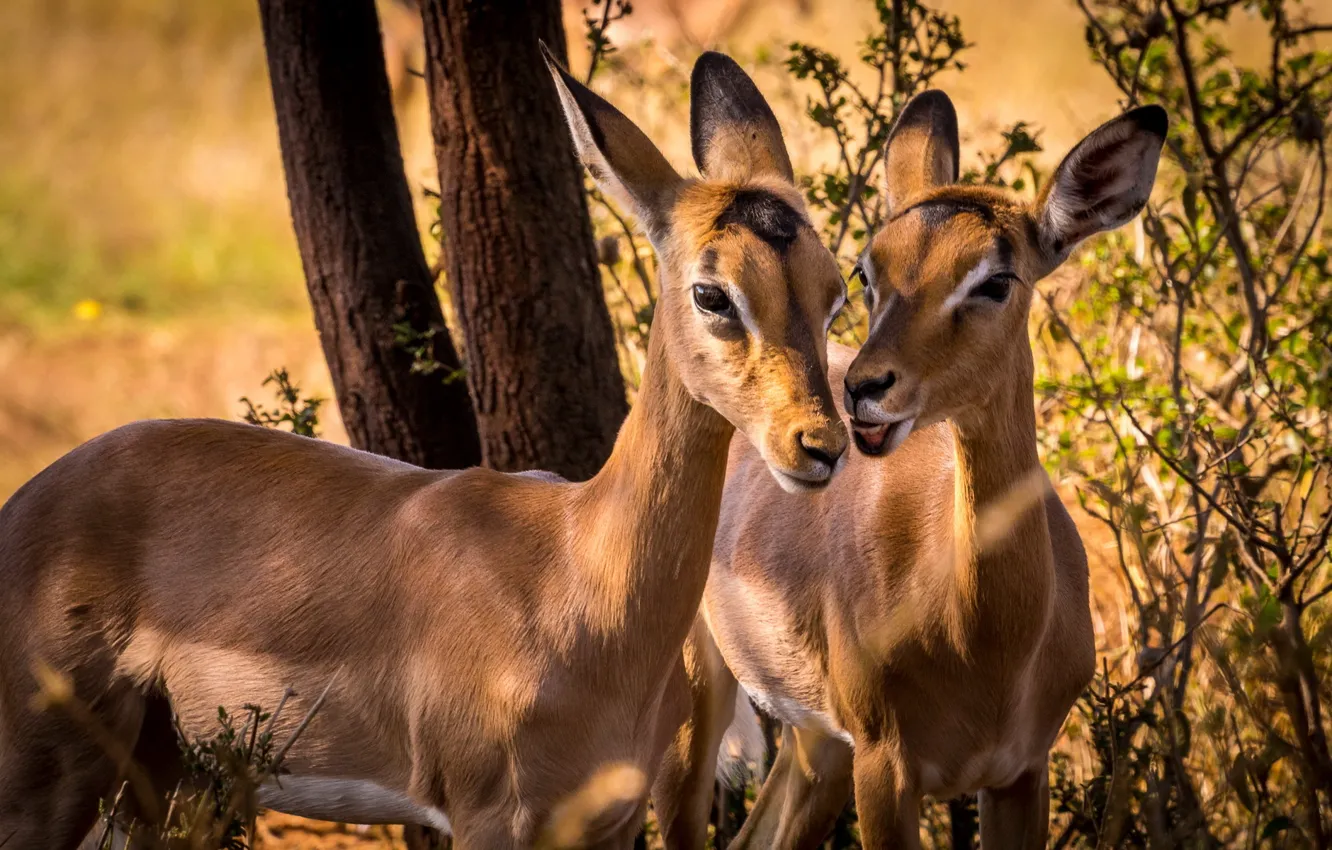 Photo wallpaper South Africa, Impala, wildlife, Animal