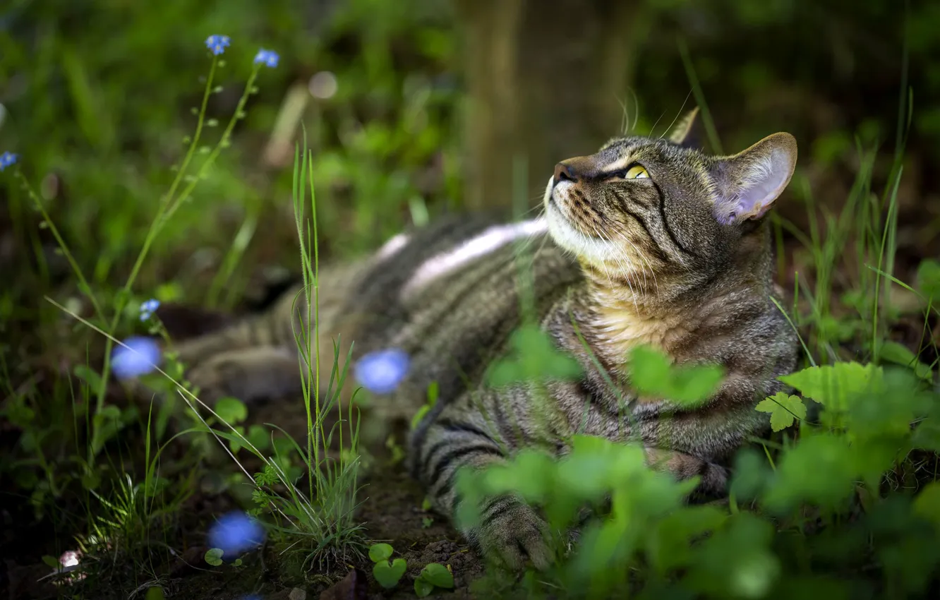 Photo wallpaper cat, cat, look, nature, pose, face, striped