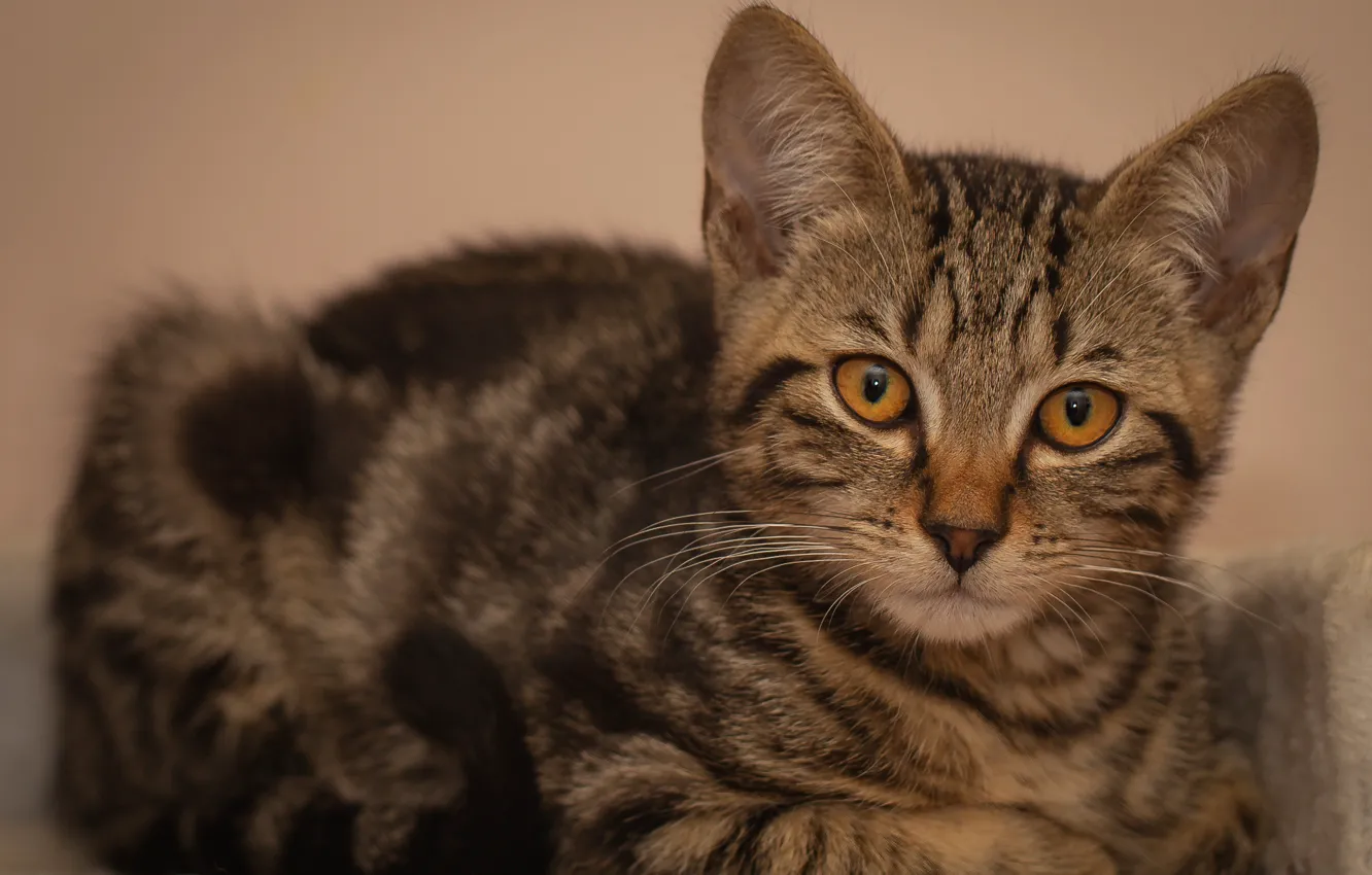 Photo wallpaper cat, cat, look, pose, background, lies, kitty, face