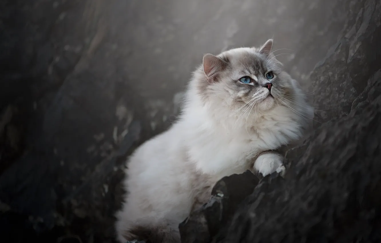 Photo wallpaper cat, cat, nature, pose, stones, rocks, slope, lies
