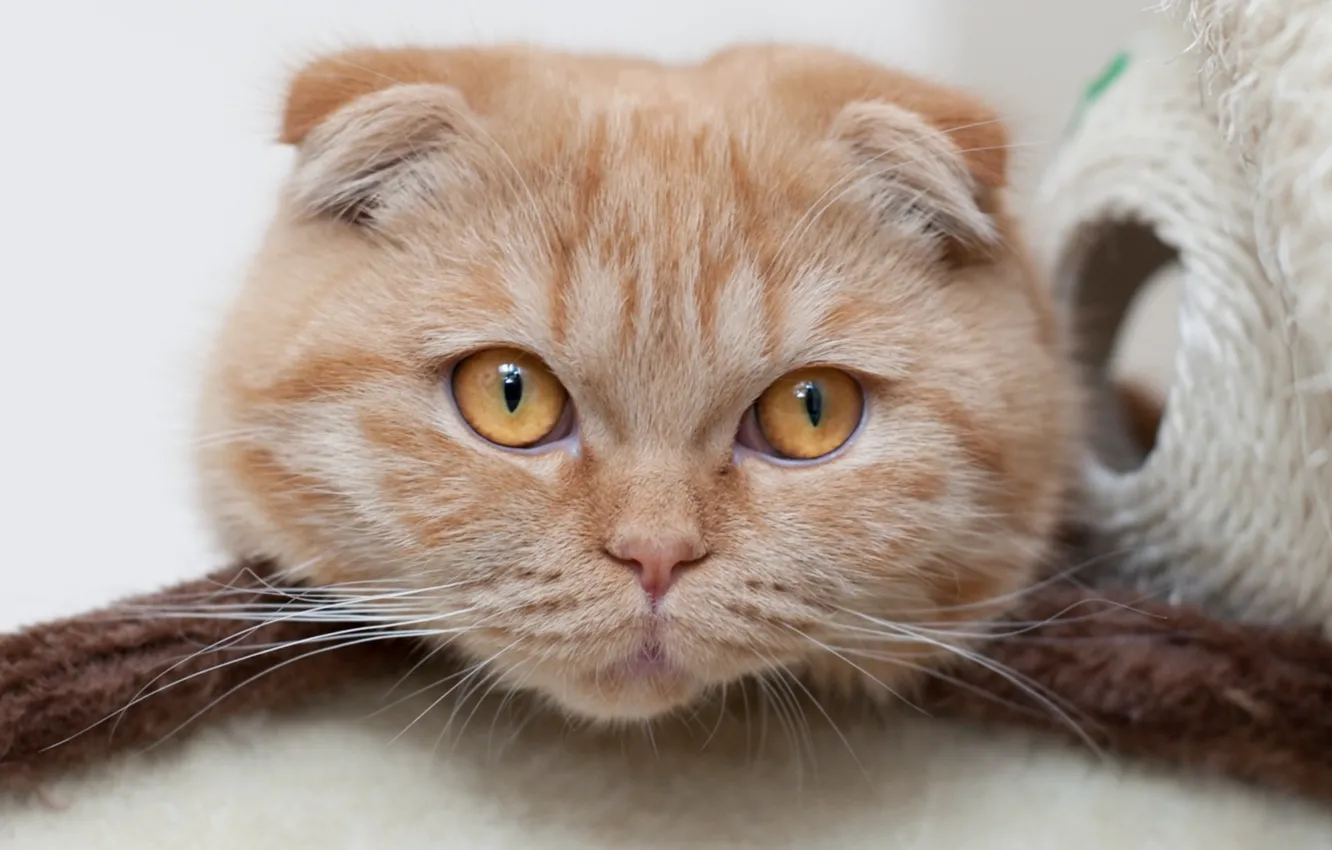 Photo wallpaper cat, look, muzzle, Scottish fold