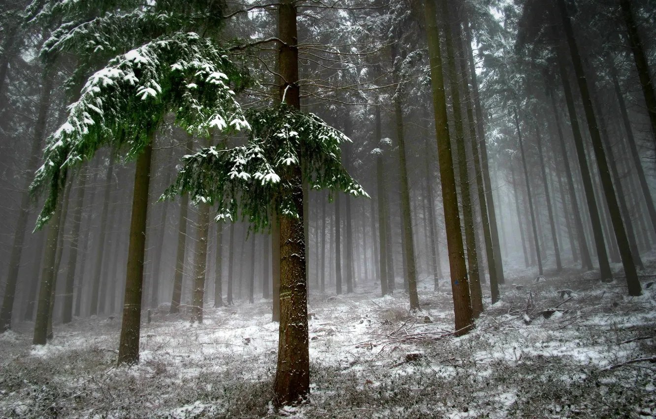Photo wallpaper forest, snow, trees, landscape