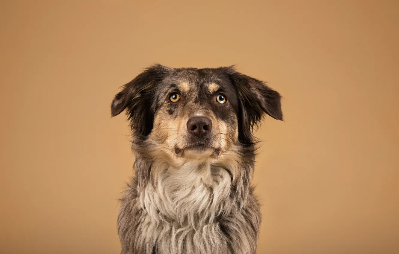 Photo wallpaper background, dog, Maevee