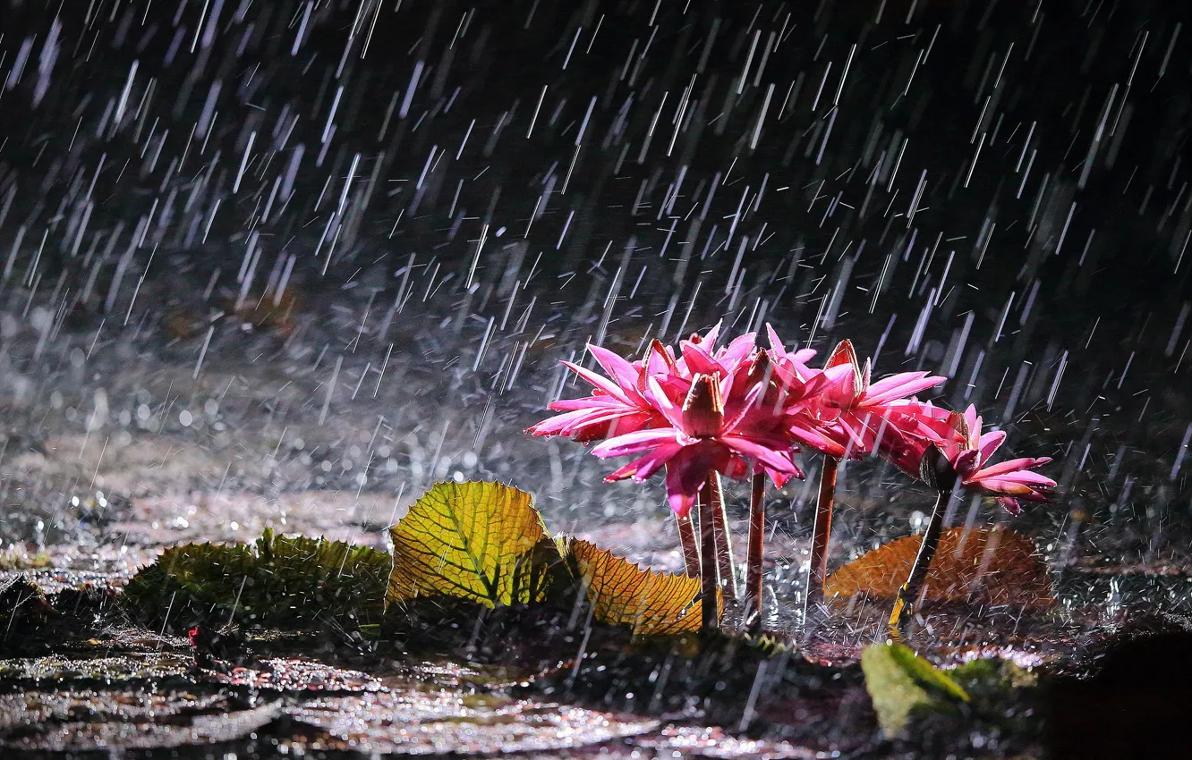 Photo wallpaper flowers, lake, rain, water lilies