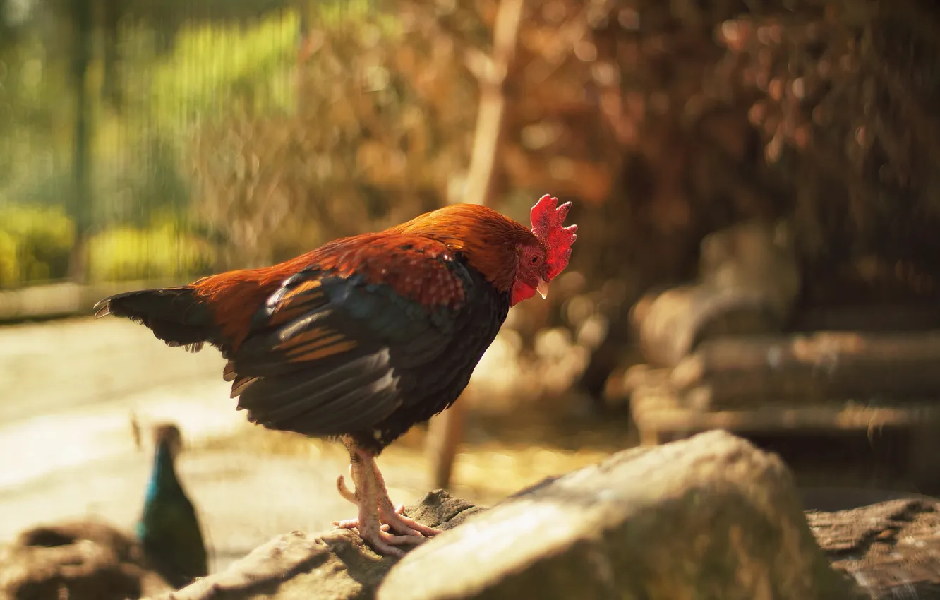 Photo wallpaper bird, feathers, cock