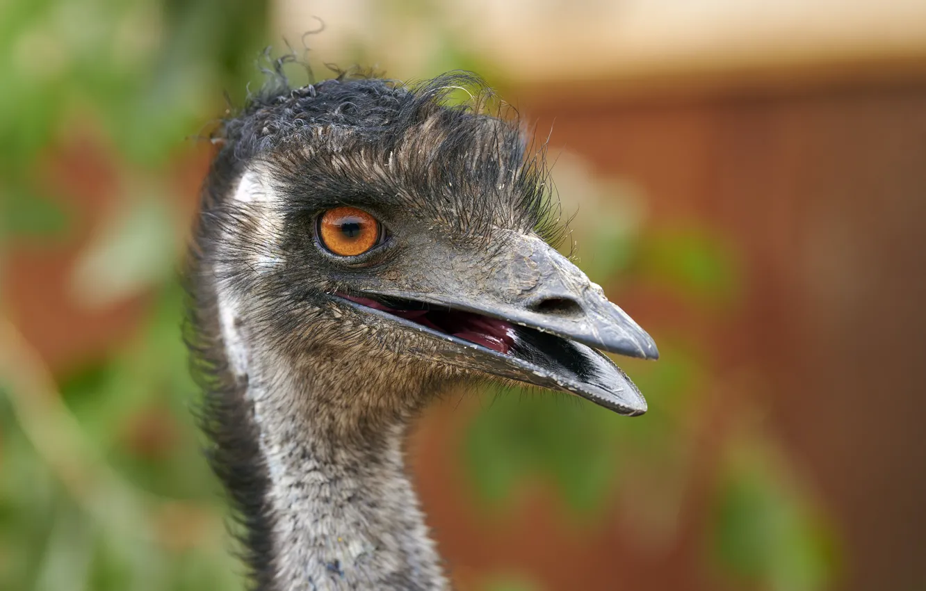 Photo wallpaper look, bird, portrait, ostrich, Chicks, ostrich
