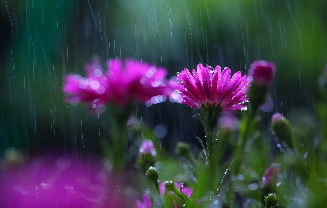 Photo wallpaper flowers, rain, blur
