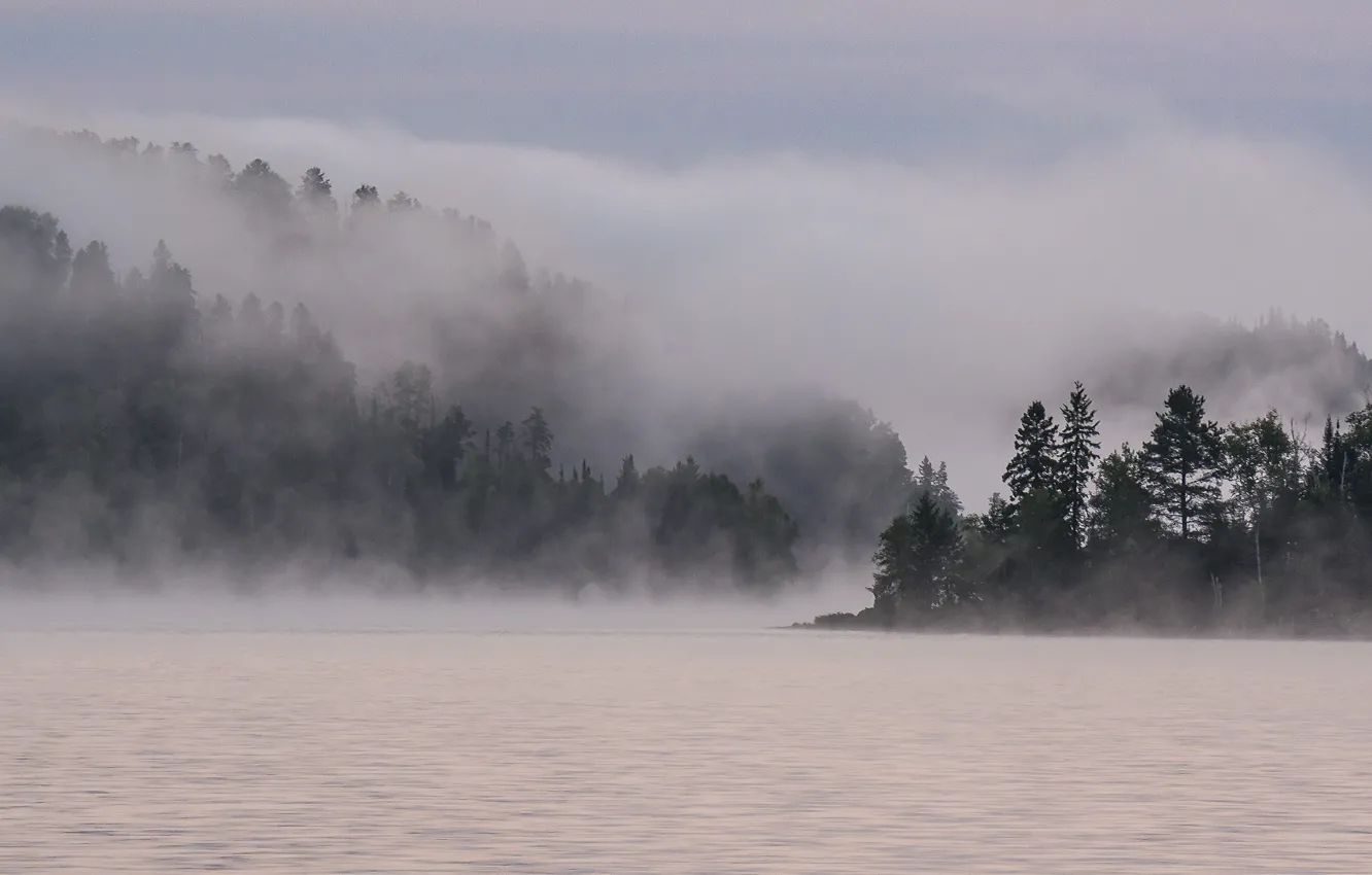 Photo wallpaper trees, fog, mystic, pond