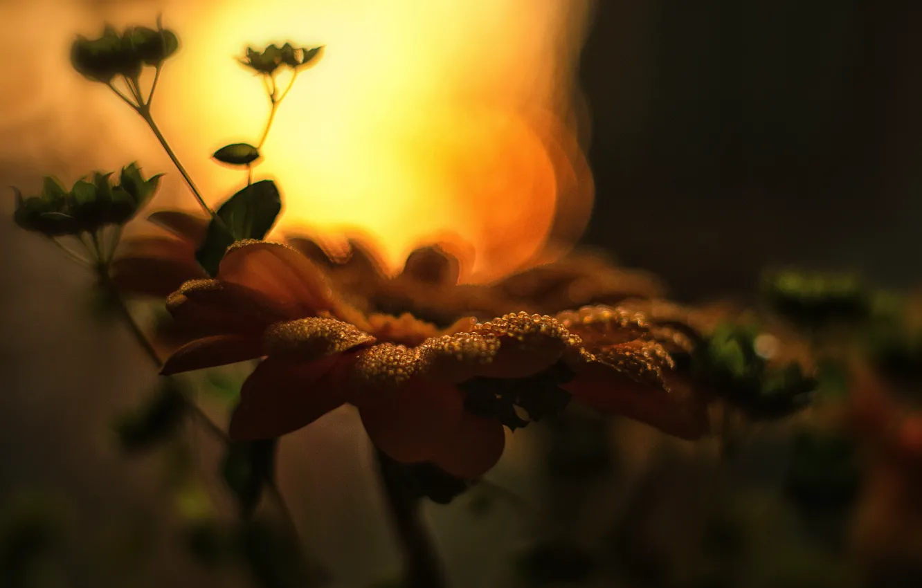 Photo wallpaper summer, macro, sunset, flowers, nature