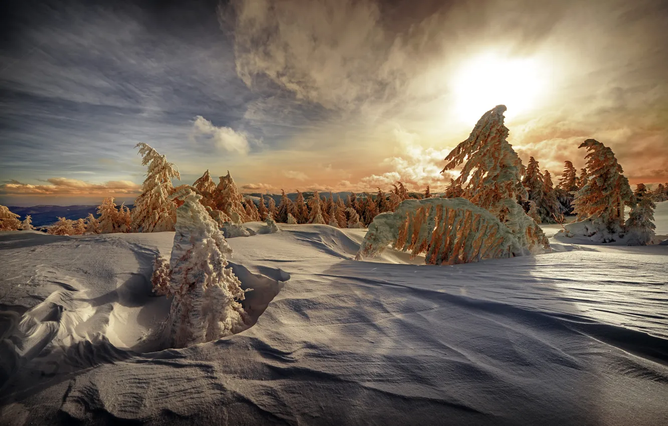 Photo wallpaper winter, forest, the sky, the sun, clouds, light, snow, sunset