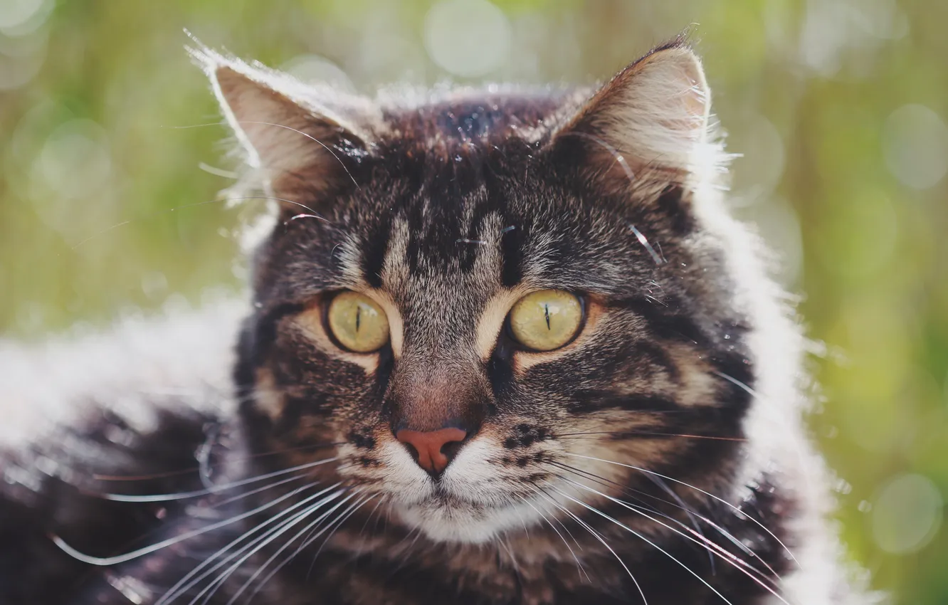 Photo wallpaper cat, eyes, cat, mustache, background, nose